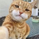 신비카 이미지