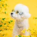 댕스라이프 이미지