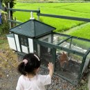 [울산] 아이가 좋아하는 젖소 목장 체험, '후사랑밀크_환희체험목장'