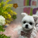 고려애견 이미지