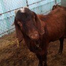 다모아농장 이미지