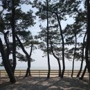 353캠핑 | 몽산포 오토캠핑장 2구역 캠핑후기 2-20번 명당사이트