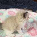 봉봉캐터리 이미지