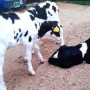 순영목장 이미지