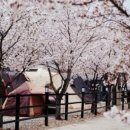 삼척엘림캠핑장 이미지