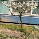 걷다가,봄 이미지