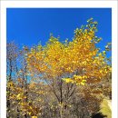 치악산둘레길 6코스 매봉산자락길 | 치악산 둘레길 6코스(11월 3일).. 매봉산 자락길(어게인3)..