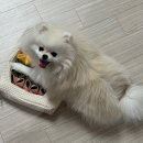 서울방앗간 | 딩독 노즈워크 장난감 신상 '서울 떡방앗간 매트' 내돈내산 후기