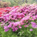 연산홍 이미지