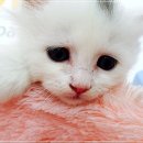 흠
