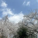 세븐일레븐 양평까뮤스퀘어점 | 2026 서울 벚꽃 명소