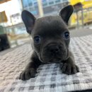 프불하우스 이미지