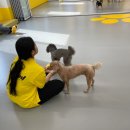 옐레드 애견유치원&애견호텔 대구신월성점 이미지