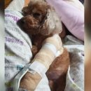 서울동물병원 앞 이미지