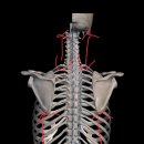 솔레노어 양정 이미지