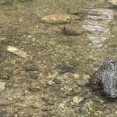 호두나무 | 남한산성 애견동반 가능한 &#34;호두나무집&#34; 후기