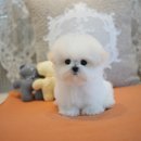 톰퍼피 강아지 분양 이미지