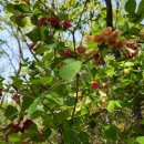 설매공원 이미지