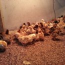 일월부화장 이미지