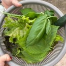 자연카라반펜션 | 아이와 가기 좋은 합천 카라반 합천 캠핑장 합천휴테마파크 펜션 카라반 캠핑장 후기