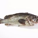 신안우럭 이미지