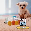 요니간식 | 강아지 수제간식 일산 요니간식 방문후기