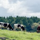 소들목장 이미지