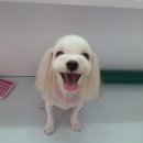 핑코애견 이미지