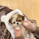 퍼피스토리 이미지