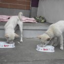 사랑을줄개 이미지