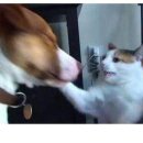 야옹 멍멍 이미지