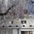 강서 낙동강30리 벚꽃축제(2025년) | 2025년 제8회 강서 낙동강 30리 벚꽃축제 안내