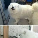 강냥이 이미지
