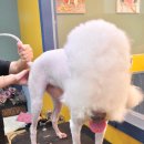 신정애견 이미지