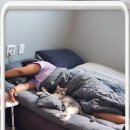 고양이 생활 호텔 이미지