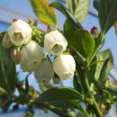 영풍농장 이미지