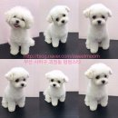 멍멍스타 이미지