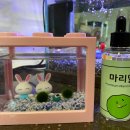 마리모 이미지