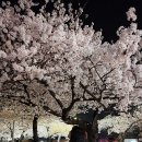 GS25 대연UN점 | 2026 전국 벚꽃 개화시기 &amp; 만개시기 (ft. 사람없는 벚꽃명소 추천)