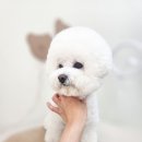 라이크테테 이미지