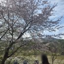 사라수변공원 | 기장 만포밀면옥 엔 벚꽃 샤랄라 사라수변공원 외 거리 걷기