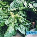 섬초약국 네이버블로그