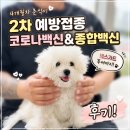 강아지 2차 예방접종 코로나백신&amp;종합백신 후기!