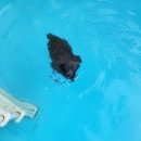 안면독스애견펜션 이미지