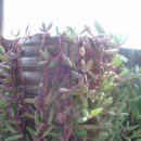 ▶5조◀ 식물도감 만들기- 루비 네크리스 Senecio sp. ruby neckless 이미지