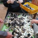 경주부화장 이미지