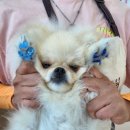 똑똑독 펫살롱 이미지