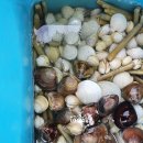 몽산포 해수욕장에 백합 잡으러 갔다 왔읍니다 이미지