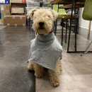 강아지산책 이미지