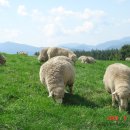 양떼목장 이미지